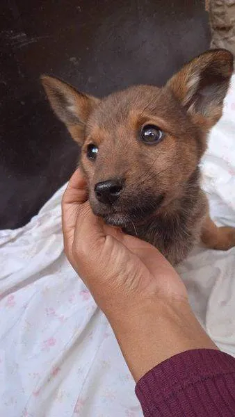 Cachorro ra a SRD-ViraLata idade Abaixo de 2 meses nome Princesa