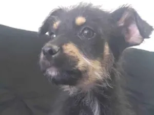 Cachorro raça Rottweiler com vira-lata idade 2 a 6 meses nome Bily