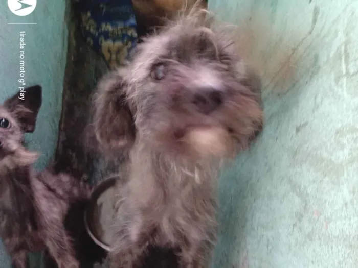 Cachorro ra a Viralata  idade 3 anos nome Belinha 