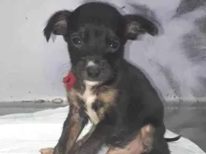 Cachorro raça SRD-ViraLata idade Abaixo de 2 meses nome Apollo
