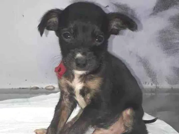 Cachorro raça SRD-ViraLata idade Abaixo de 2 meses nome Apollo