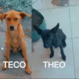 Teco & Theo 
