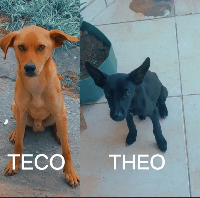 Cachorro ra a SRD-ViraLata idade  nome Teco & Theo 