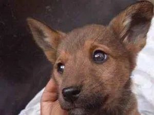 Cachorro raça SRD-ViraLata idade Abaixo de 2 meses nome Princesa