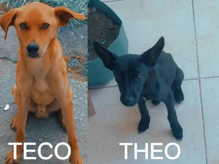 Cachorro ra a SRD-ViraLata idade  nome Teco & Theo 