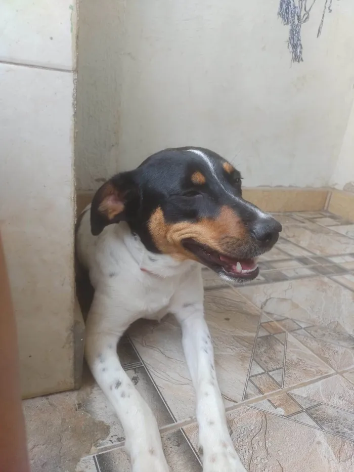 Cachorro ra a SRD-ViraLata idade 1 ano nome Preta e Amora