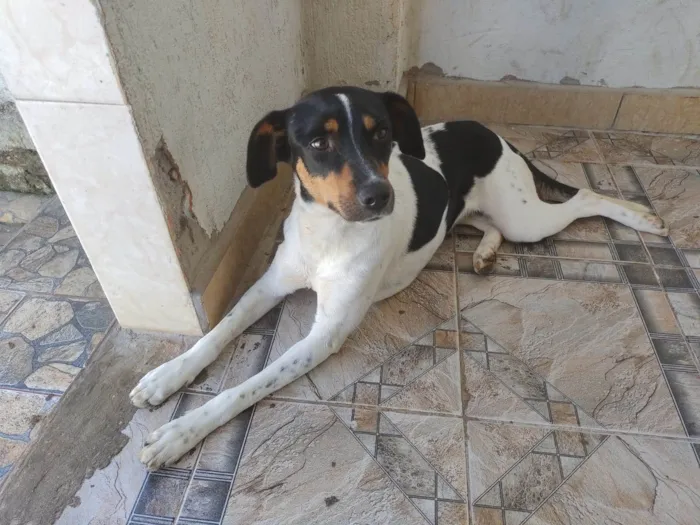 Cachorro ra a SRD-ViraLata idade 1 ano nome Preta e Amora