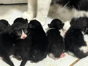 Gato raça SRD-ViraLata idade Abaixo de 2 meses nome Nomes não definidos