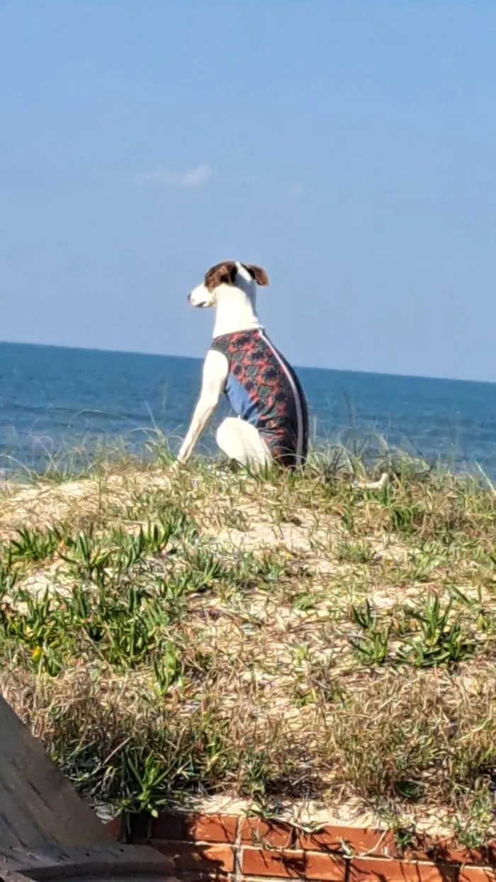 Cachorro ra a Mix com Galgo idade 7 a 11 meses nome Lana 