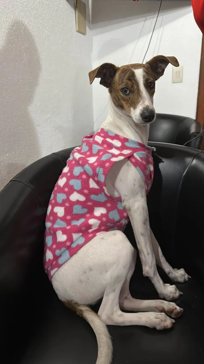 Cachorro ra a Mix com Galgo idade 7 a 11 meses nome Lana 