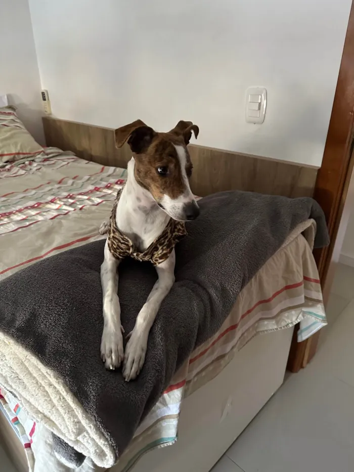 Cachorro ra a Mix com Galgo idade 7 a 11 meses nome Lana 