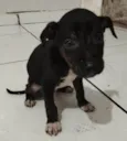 Cachorro raça SRD-ViraLata idade Abaixo de 2 meses nome Soneca