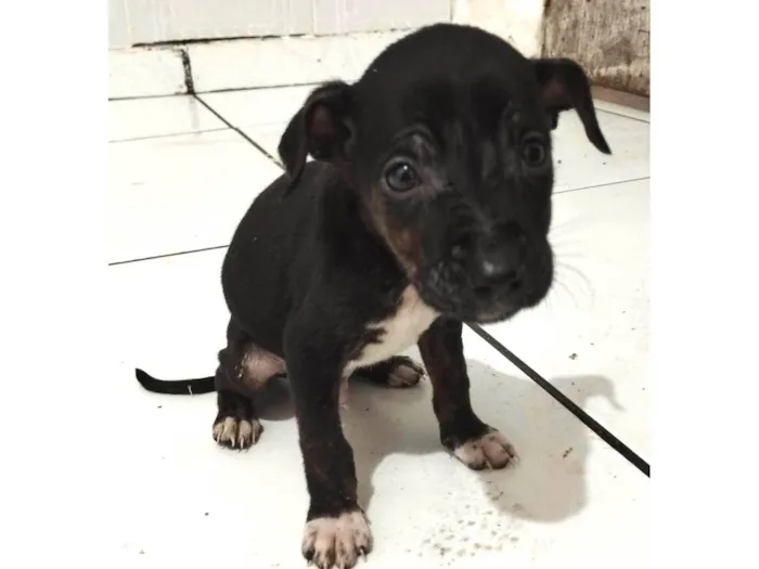 Cachorro raça SRD-ViraLata idade Abaixo de 2 meses nome Soneca