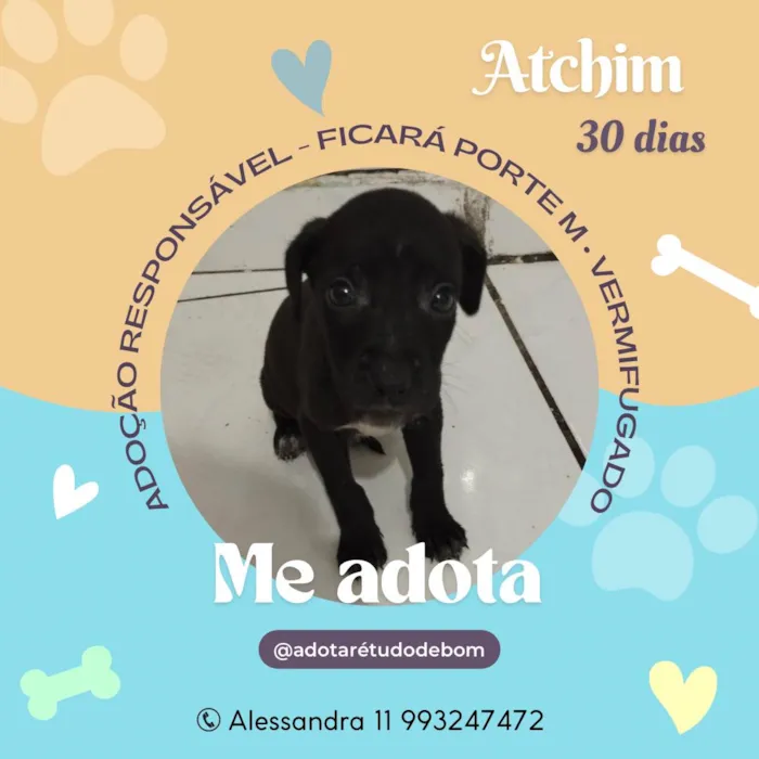 Cachorro raça SRD-ViraLata idade Abaixo de 2 meses nome Atchim