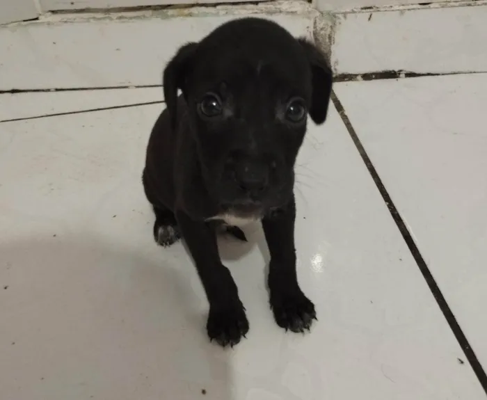 Cachorro raça SRD-ViraLata idade Abaixo de 2 meses nome Atchim