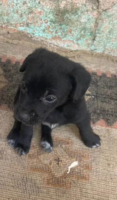 Cachorro ra a SRD-ViraLata idade Abaixo de 2 meses nome Luisinho