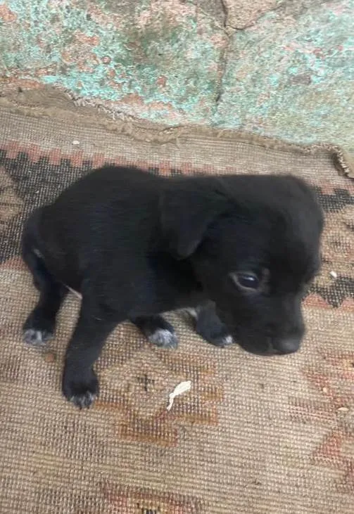 Cachorro ra a SRD-ViraLata idade Abaixo de 2 meses nome Luisinho