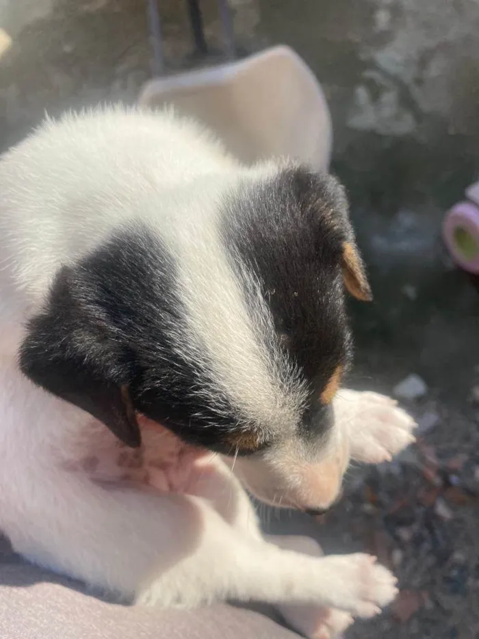 Cachorro ra a SRD-ViraLata idade Abaixo de 2 meses nome Huguinho