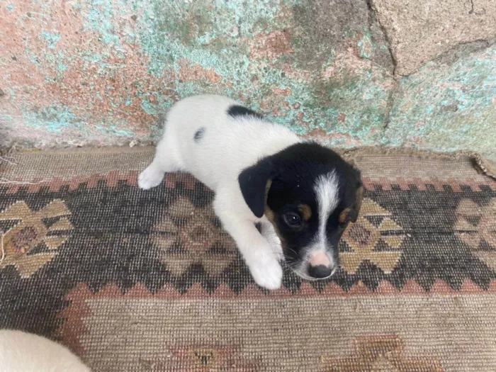 Cachorro ra a SRD-ViraLata idade Abaixo de 2 meses nome Huguinho