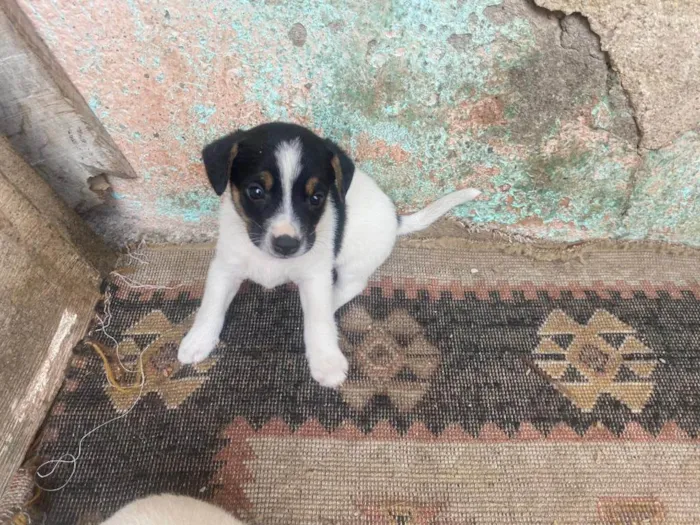 Cachorro ra a SRD-ViraLata idade Abaixo de 2 meses nome Huguinho