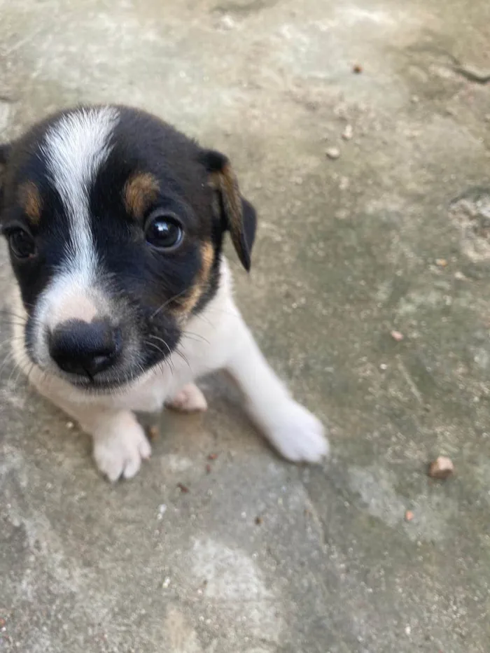 Cachorro ra a SRD-ViraLata idade Abaixo de 2 meses nome Huguinho