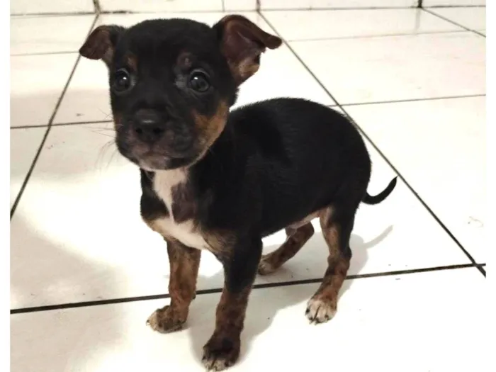 Cachorro raça SRD-ViraLata idade Abaixo de 2 meses nome Feliz