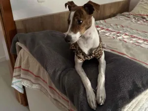 Cachorro raça Mix com Galgo idade 7 a 11 meses nome Lana 