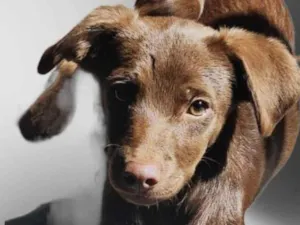 Cachorro raça SRD-ViraLata idade 2 a 6 meses nome Rosa e margarido