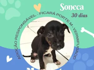 Cachorro raça SRD-ViraLata idade Abaixo de 2 meses nome Soneca
