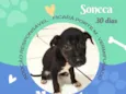 Cachorro raça SRD-ViraLata idade Abaixo de 2 meses nome Soneca
