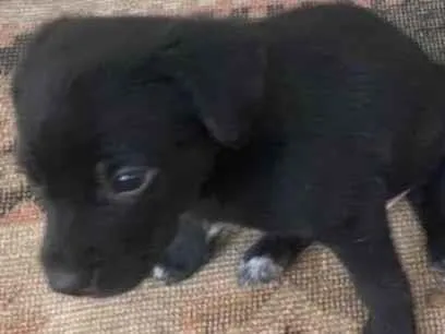 Cachorro ra a SRD-ViraLata idade Abaixo de 2 meses nome Luisinho