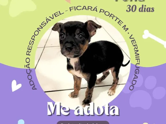 Cachorro raça SRD-ViraLata idade Abaixo de 2 meses nome Feliz