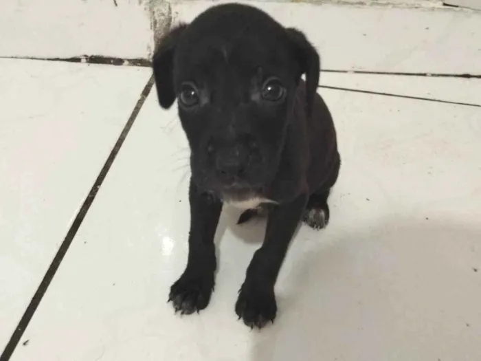 Cachorro raça SRD-ViraLata idade Abaixo de 2 meses nome Atchim