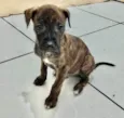 Cachorro raça SRD-ViraLata idade Abaixo de 2 meses nome Mestre