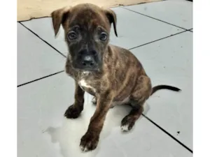 Cachorro raça SRD-ViraLata idade Abaixo de 2 meses nome Mestre