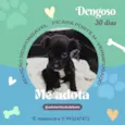 Dengoso