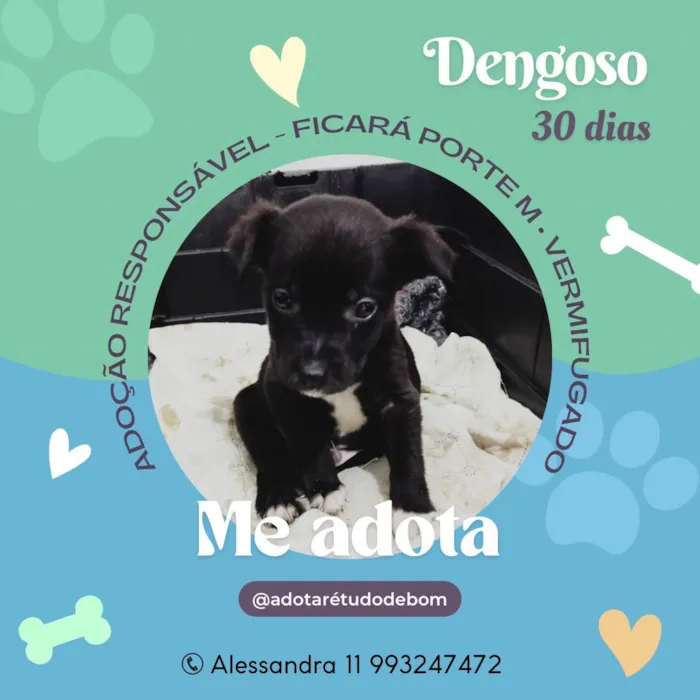 Cachorro ra a SRD-ViraLata idade Abaixo de 2 meses nome Dengoso