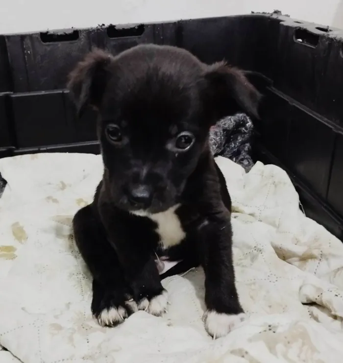Cachorro ra a SRD-ViraLata idade Abaixo de 2 meses nome Dengoso