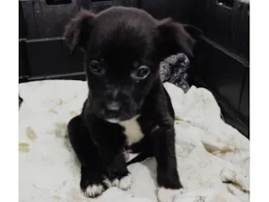 Cachorro raça SRD-ViraLata idade Abaixo de 2 meses nome Dengoso
