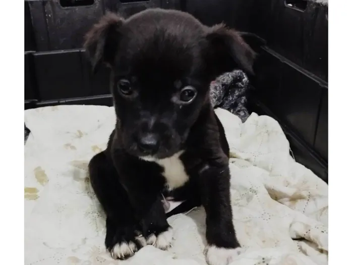 Cachorro ra a SRD-ViraLata idade Abaixo de 2 meses nome Dengoso