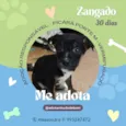 Cachorro raça SRD-ViraLata idade Abaixo de 2 meses nome Zangado