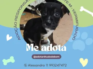 Cachorro raça SRD-ViraLata idade Abaixo de 2 meses nome Zangado