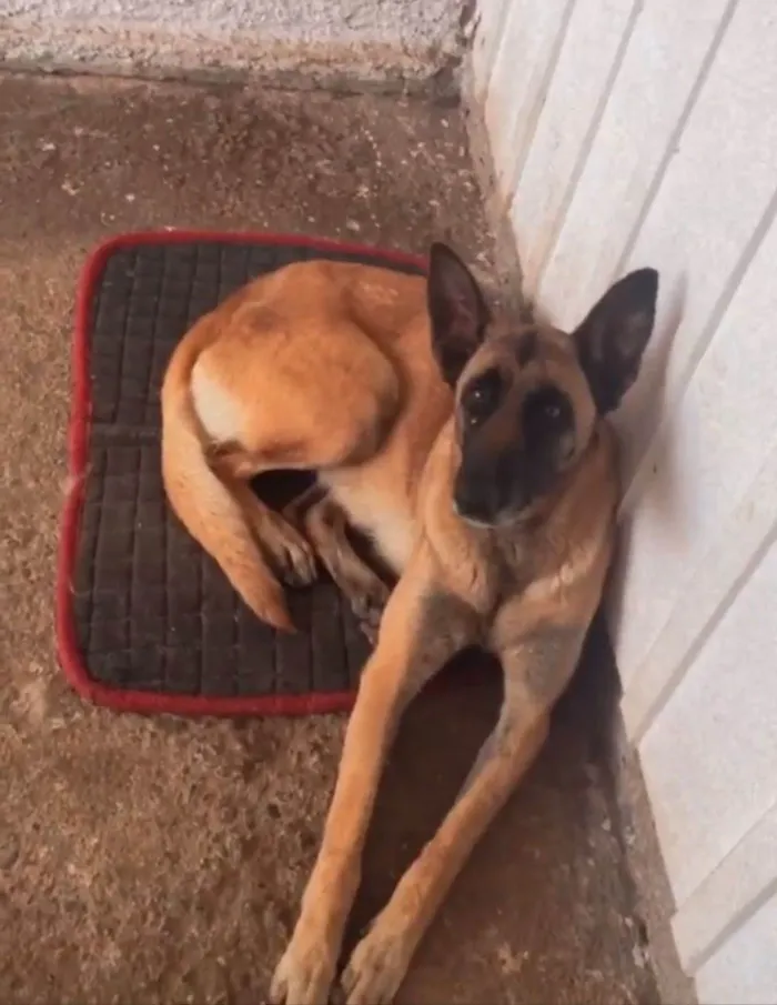 Cachorro ra a Pastor belga idade 5 anos nome Hanna 