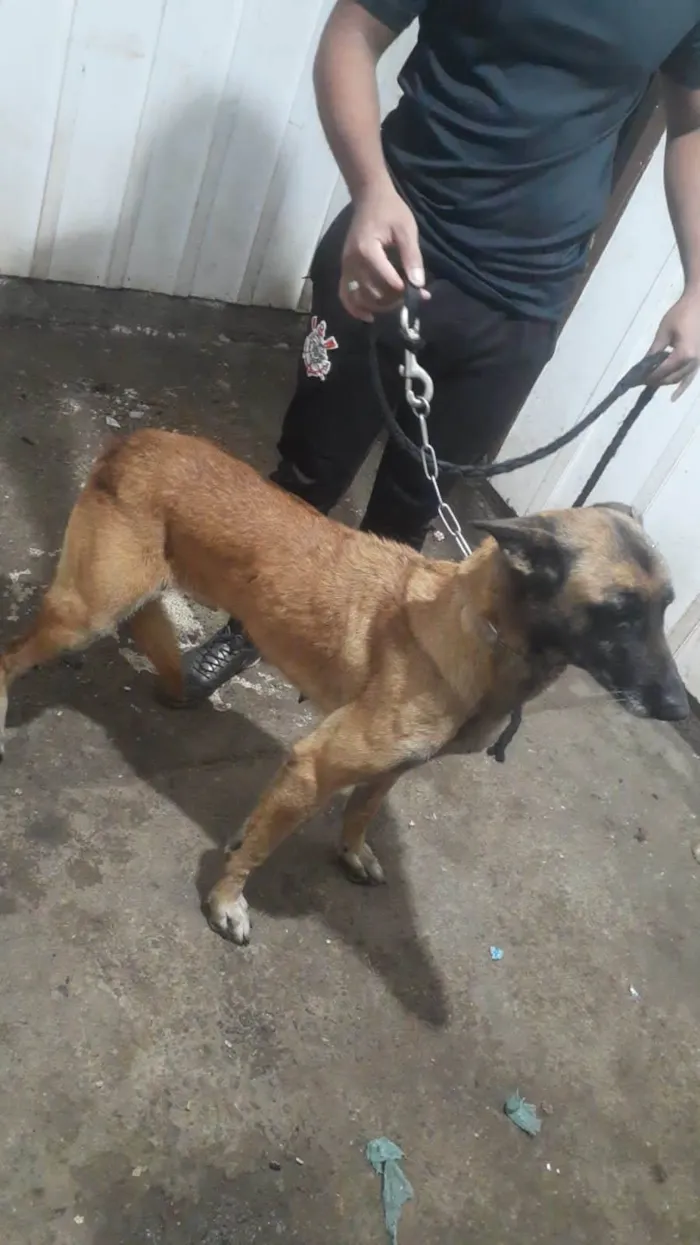 Cachorro ra a Pastor belga idade 5 anos nome Hanna 