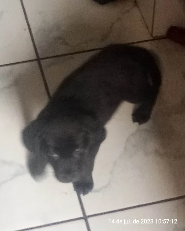 Cachorro raça Labrador com vira lata  idade Abaixo de 2 meses nome Spike 