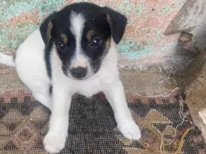 Cachorro raça SRD-ViraLata idade Abaixo de 2 meses nome Huguinho