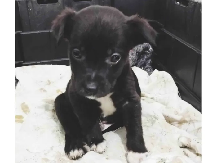 Cachorro ra a SRD-ViraLata idade Abaixo de 2 meses nome Dengoso