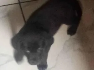 Cachorro raça Labrador com vira lata  idade Abaixo de 2 meses nome Spike 