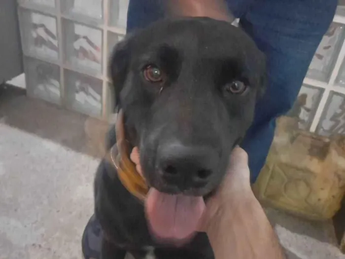 Cachorro ra a Labrador idade 2 anos nome Bumer