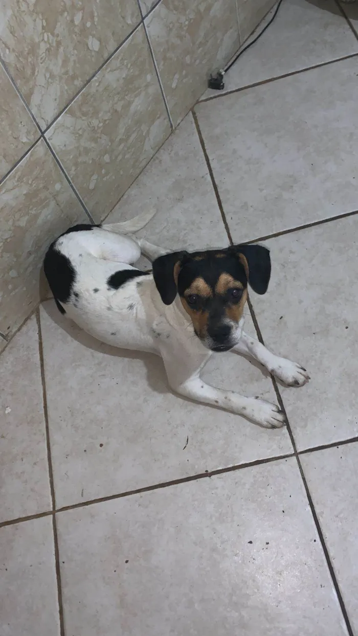 Cachorro ra a SRD-ViraLata idade 2 a 6 meses nome lindinha